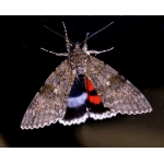 DUO Clifden Nonpareil Catocala fraxini with Red Underwing nupta 15 eggs of each SPECIAL PRICE